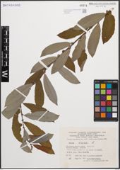 Foto von Salix cinerea L.